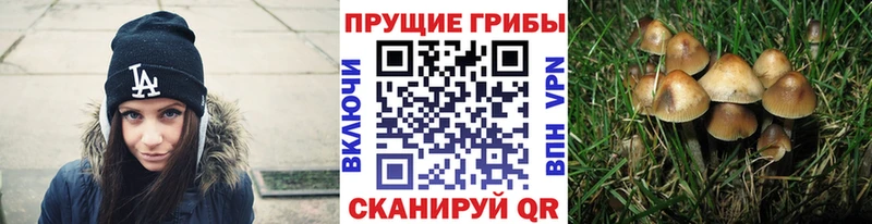 Галлюциногенные грибы Cubensis  Купить  Сухиничи 